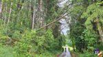 Baum drohte auf Straße zu stürzen